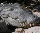 Крокодил головы